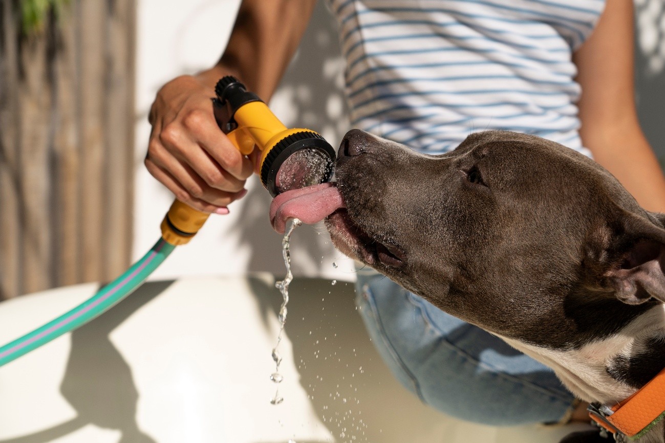 Cinco consejos para cuidar de tu mascota este verano