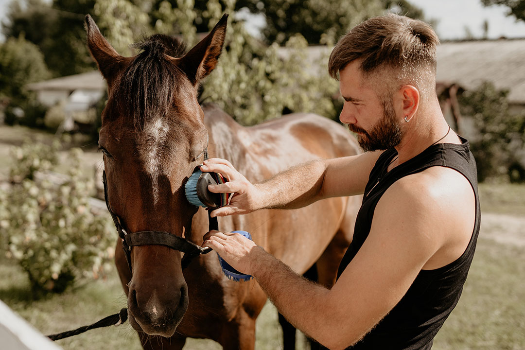 Consejos para cuidar tu caballo en verano