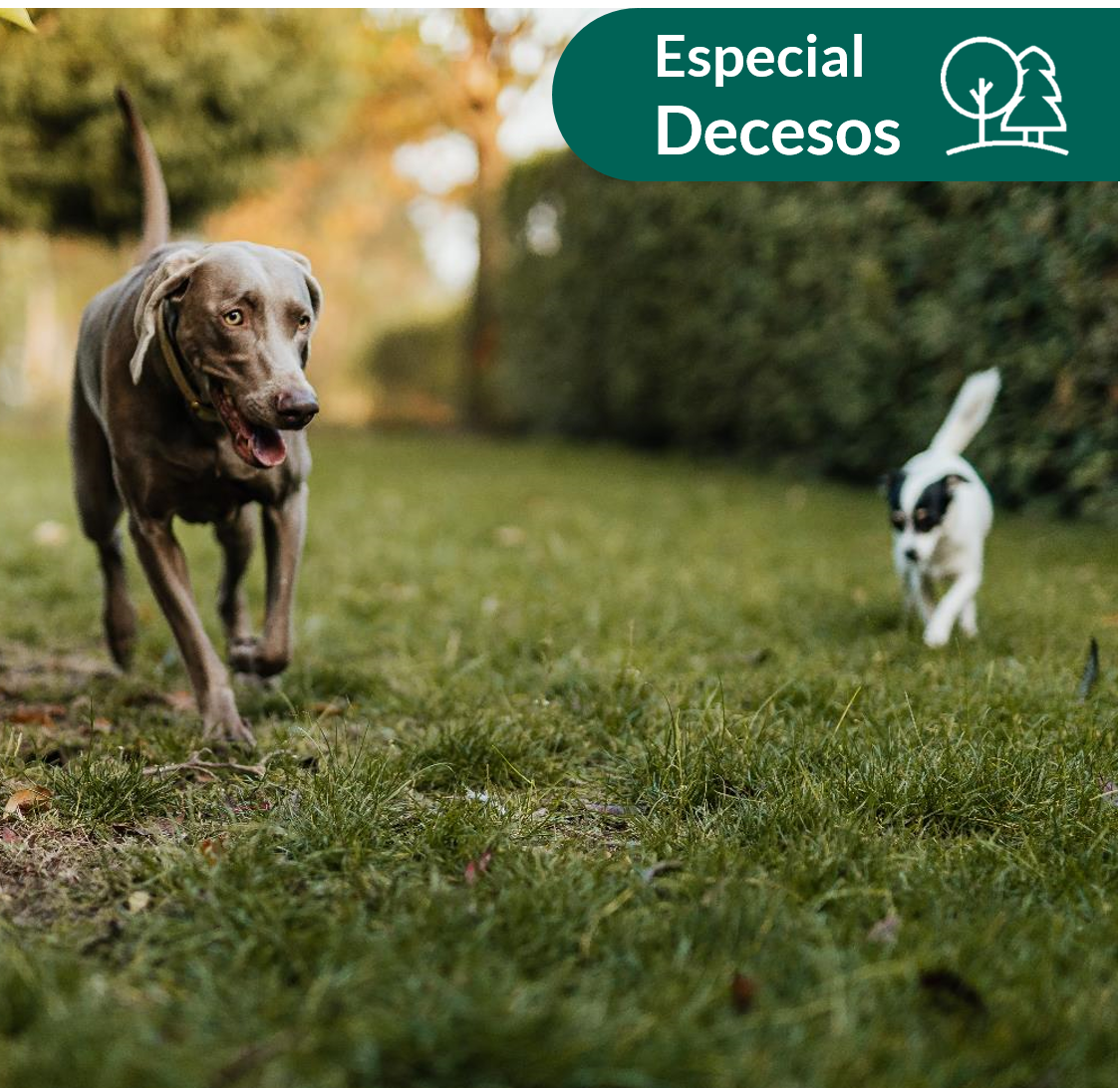 Cuanto cuesta la incineración de una mascota